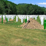 Konačan smiraj za deset žrtava u Potočarima: Traga se za još 900 žrtava genocida u Srebrenici