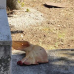 MOSTAR U Liska haremu ostavljena svinjska glava