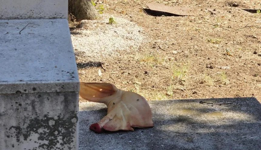 MOSTAR U Liska haremu ostavljena svinjska glava
