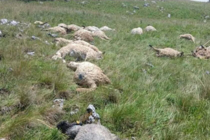 Grom usmrtio tridesetak ovaca na planini Hrbina kod Kupresa