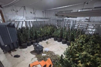 Akcija “Šibica”: Policija u Sarajevu pronašla još tri laboratorije za uzgoj i proizvodnju marihuane