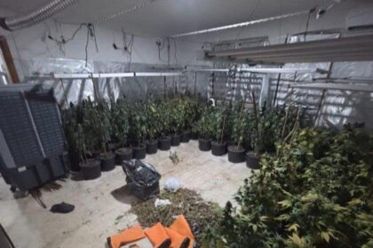 Akcija “Šibica”: Policija u Sarajevu pronašla još tri laboratorije za uzgoj i proizvodnju marihuane