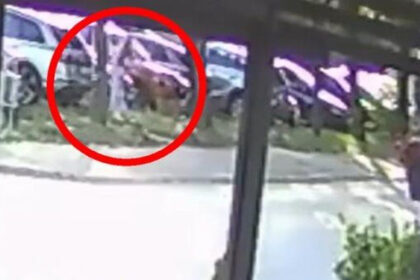 Psi lutalice u Lukavcu napali i oborili ženu sa bebom, objavljen snimak