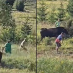 Korida na Igmanu se otela kontroli: Bik ganjao gledaoce