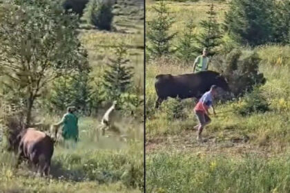 Korida na Igmanu se otela kontroli: Bik ganjao gledaoce