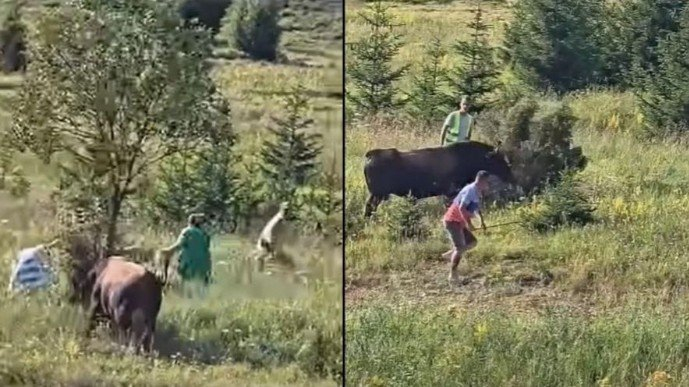 Korida na Igmanu se otela kontroli: Bik ganjao gledaoce