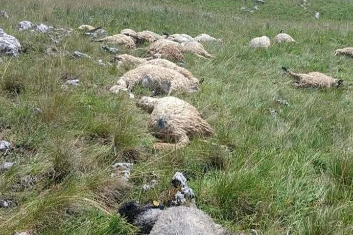 Olujno nevrijeme u BiH pravi štetu stočarima: Gromovi u samo dva dana usmrtili više od 50 ovaca