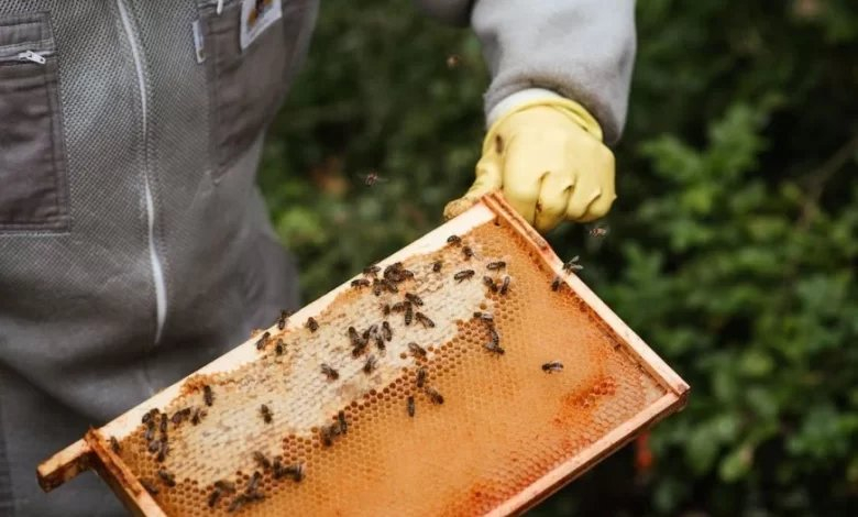 Loša vijest za ljubitelje meda: Pčelari u BiH vrcaju tek 2-3 kilograma po košnici