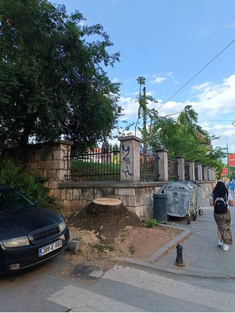 Da li je stablo na Marijin Dvoru posječeno greškom