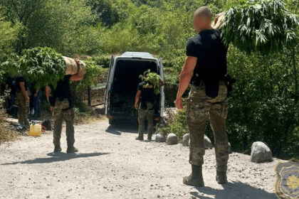 Akcija „Veja u Drežnici: Na 12 plantaža pronađeno 1.679 stabljika kanabisa