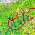 Kod Drežnice otkrivena ogromna plantaža kanabisa