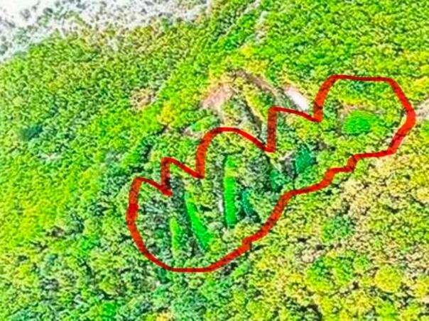 Kod Drežnice otkrivena ogromna plantaža kanabisa