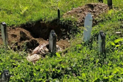 Medvjed raskopao mezar kod Travnika, mještani ne pamte ovakav prizor
