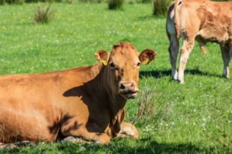 Bruceloza u Livanjskom kantonu: Zaražene tri osobe i 72 životinje