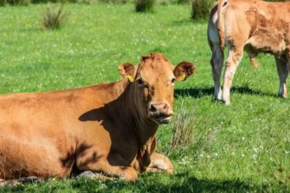 Bruceloza u Livanjskom kantonu: Zaražene tri osobe i 72 životinje