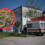 Drama u Jablaničkoj Bijeloj: Poskok ugrizao mladića, do bolnice išao motorom