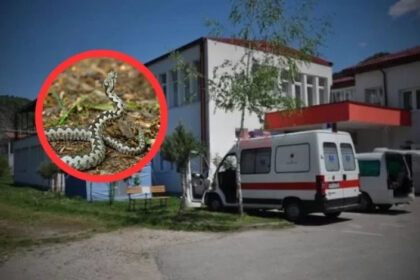 Drama u Jablaničkoj Bijeloj: Poskok ugrizao mladića, do bolnice išao motorom