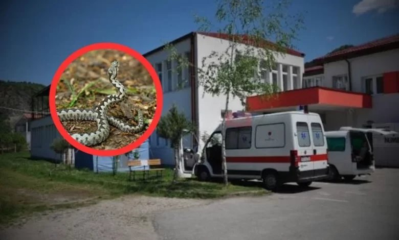 Drama u Jablaničkoj Bijeloj: Poskok ugrizao mladića, do bolnice išao motorom