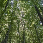 Šumarski sektor u HNK više od 16 godina bez zakonskog rješenja