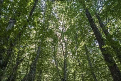 Šumarski sektor u HNK više od 16 godina bez zakonskog rješenja