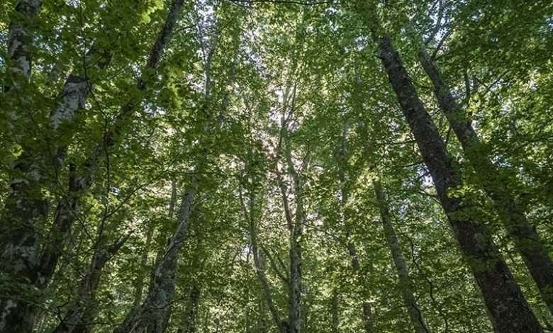 Šumarski sektor u HNK više od 16 godina bez zakonskog rješenja
