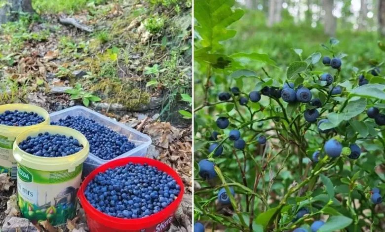Vrijeme je berbe šumske borovnice u našim krajevima: Ovo je cijena