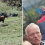 Agresivni bik usmrtio vlasnika, farmer Ibrahim Škahić podlegao teškim povredama pred kućom
